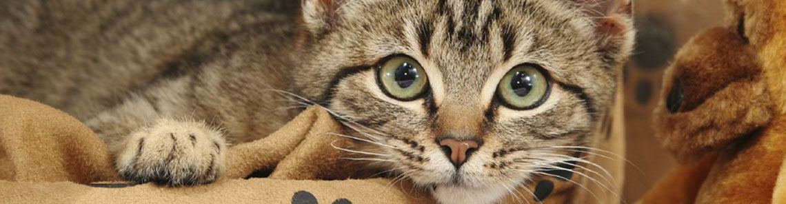 Accesorios para otros