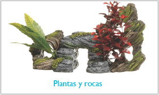 plantas y rocas
