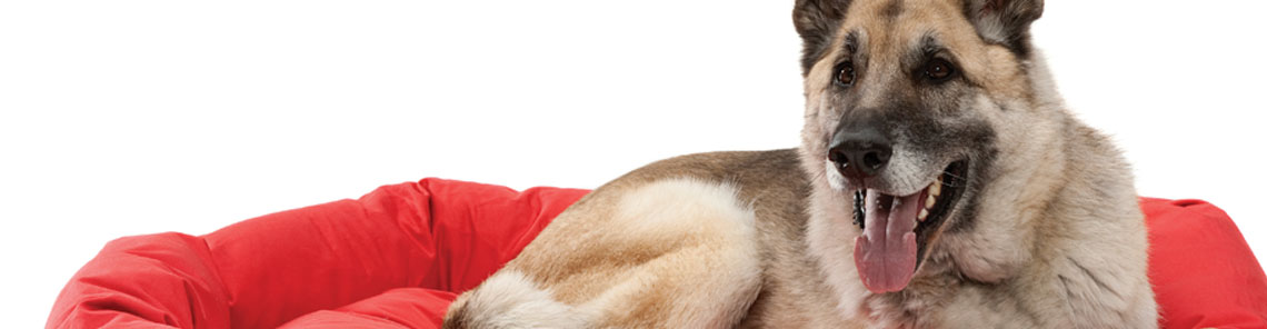 Accesorios para perros