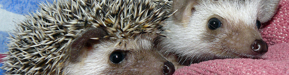 Erizo
