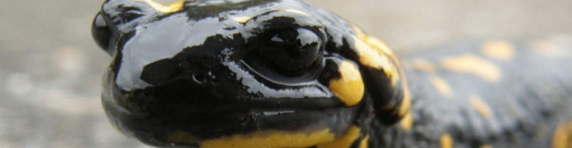 Salamandra