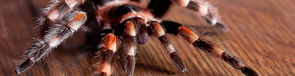 Tarantula